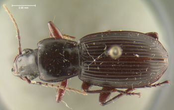 Media type: image;   Entomology 33052 Aspect: habitus dorsal view